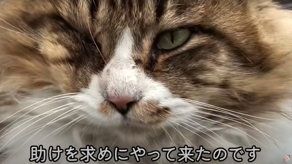 フェンスを越えてやってきた野良猫