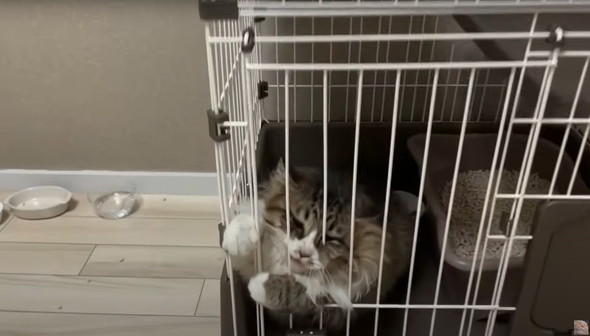 フェンスを越えてやってきた野良猫