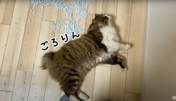 フェンスを越えてやってきた野良猫