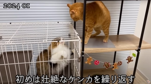 フェンスを越えてやってきた野良猫