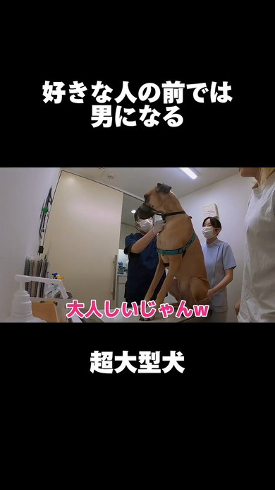 静かな犬