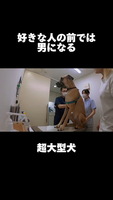 大人しく座る犬