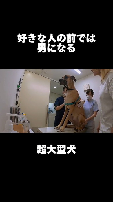 おとなしい犬