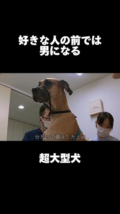 男前の犬