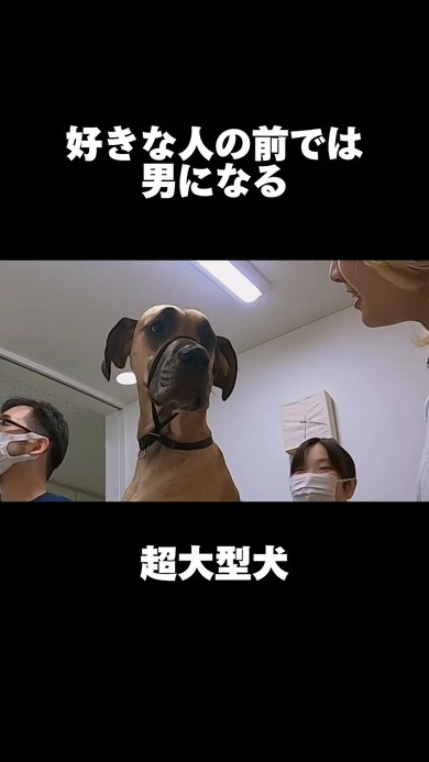 困り顔の犬