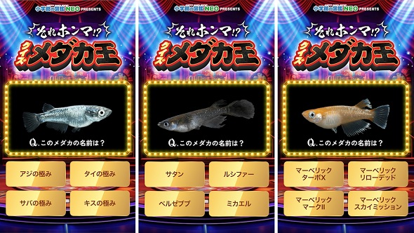 変わった名前のメダカが出題される「それホンマ!?　クイズメダカ王」