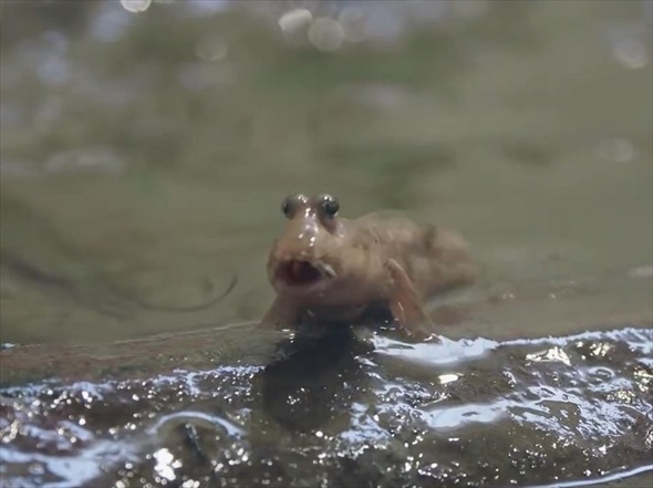 肘がある魚トビハゼ