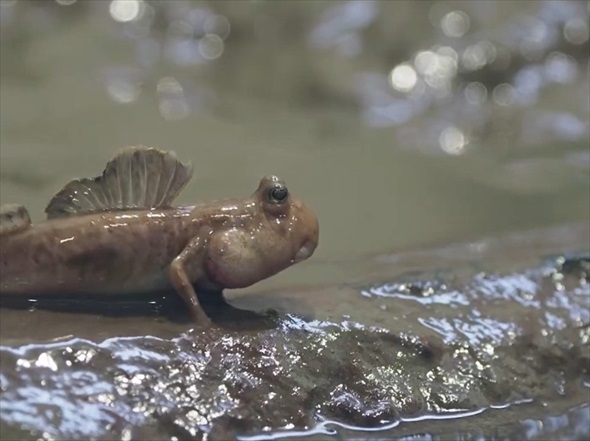 肘がある魚トビハゼ