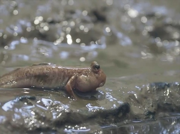 肘がある魚トビハゼ