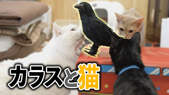 おすすめ