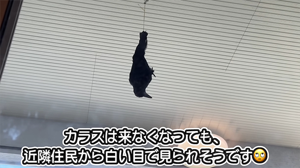 カラスは来なくなっても