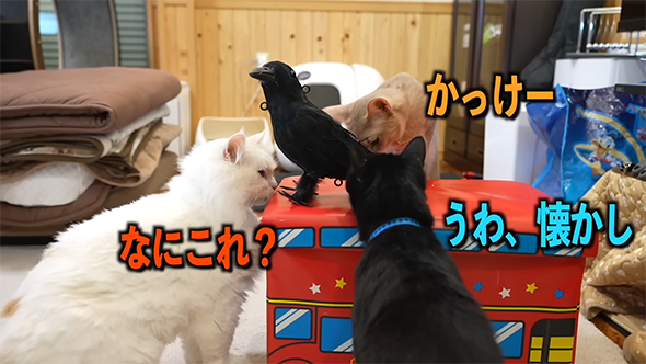 カラスをかこむ猫たち