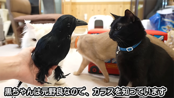 黒猫とカラス
