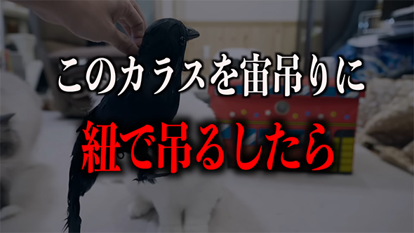 カラスを宙づりに