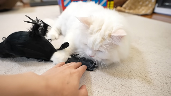 カラスで遊ぶ白い猫