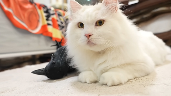 カラスの横にいる白い猫