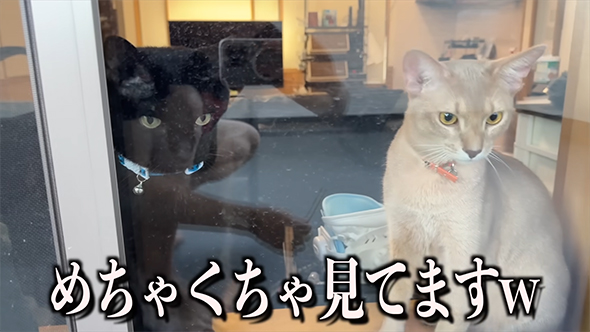 めちゃくちゃ見てます