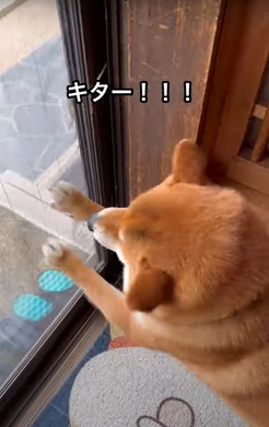 新聞屋さんが大好きなワンコ