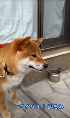 新聞屋さんが大好きなワンコ