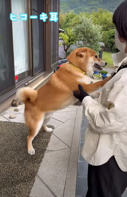 新聞屋さんが大好きなワンコ