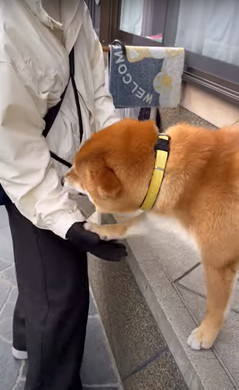 新聞屋さんが大好きなワンコ