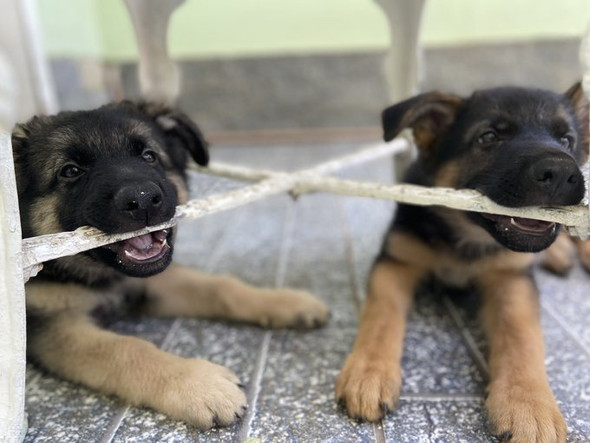 シェーパード子犬