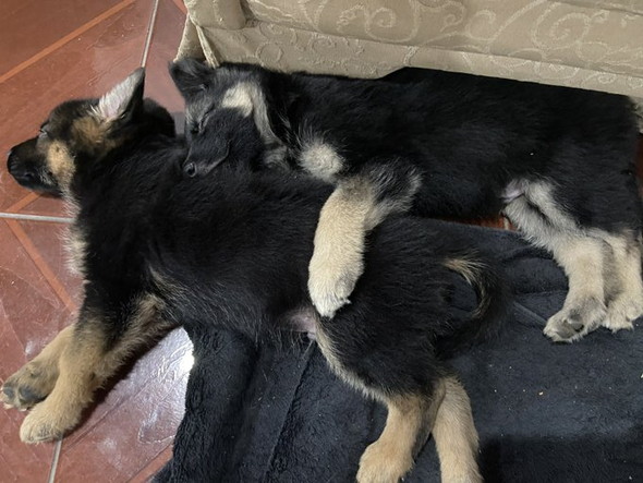 シェーパード子犬