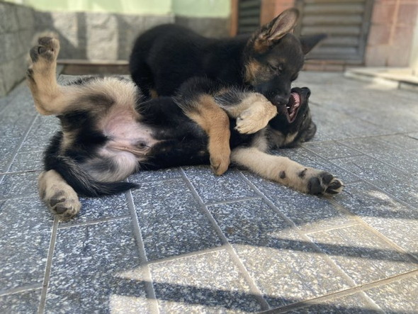 シェーパード子犬