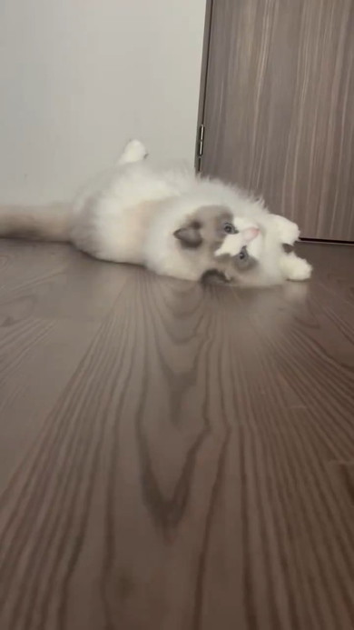 毛づくろいする猫