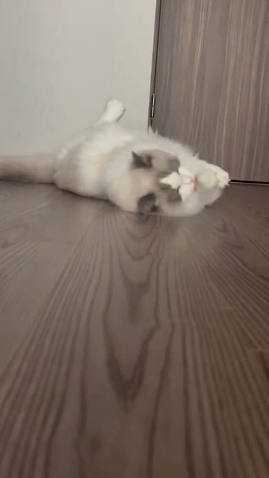 毛づくろいする猫