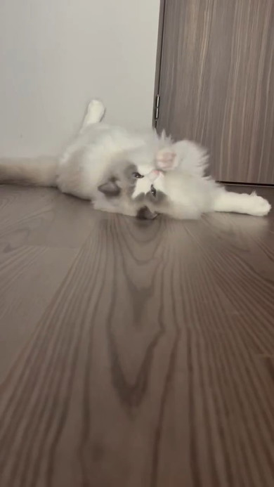 前足をなめる猫