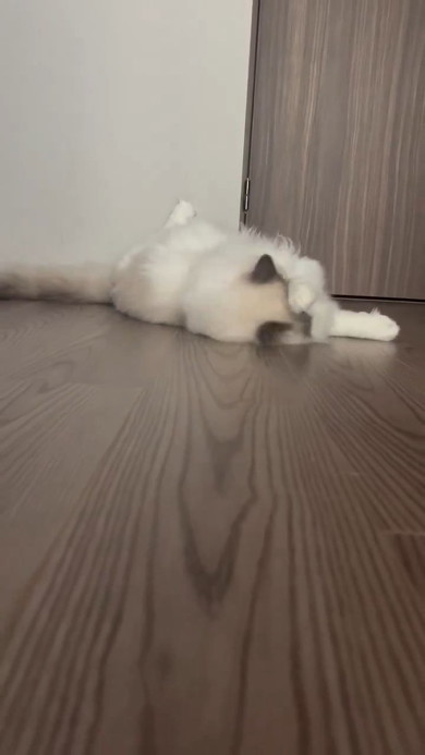 顔を洗う猫