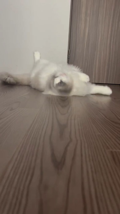 首を振る猫