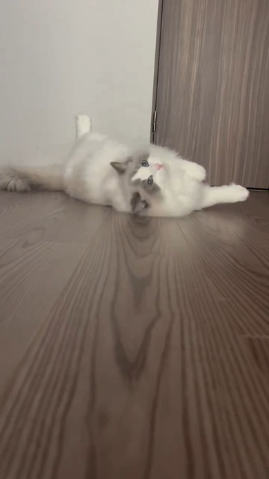 カメラ目線の猫