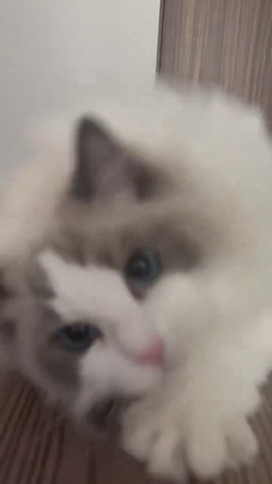 跳びつく猫