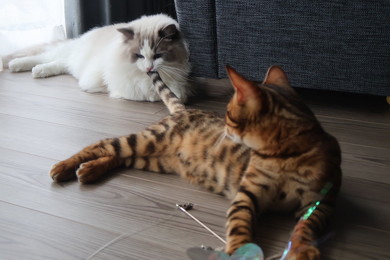 尻尾をくわえる猫