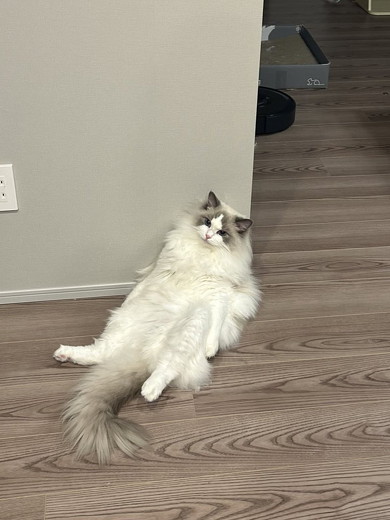座った猫