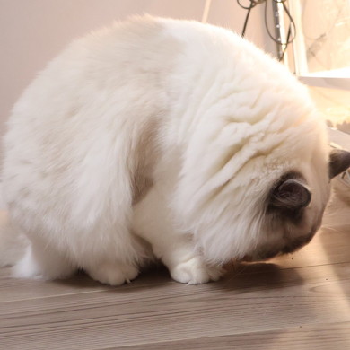 丸まった猫