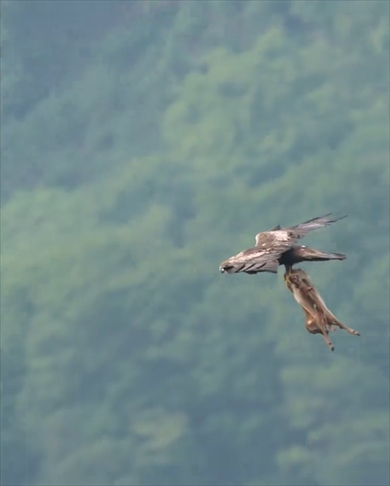 子鹿を掴んで飛ぶイヌワシ