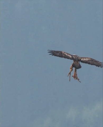 子鹿を掴んで飛ぶイヌワシ