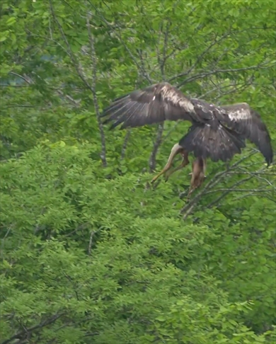 子鹿を掴んで飛ぶイヌワシ