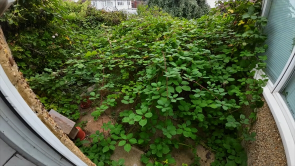 96歳のおばあちゃんが住む家の、草木が生い茂った庭を大掃除