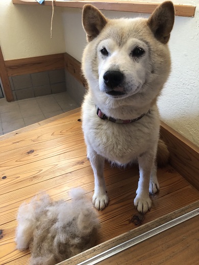 換毛期を迎えてぬいぐるみのキャラクター「ダッフィー」と化したワンコ