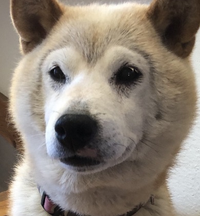 換毛期を迎えてぬいぐるみのキャラクター「ダッフィー」と化したワンコ