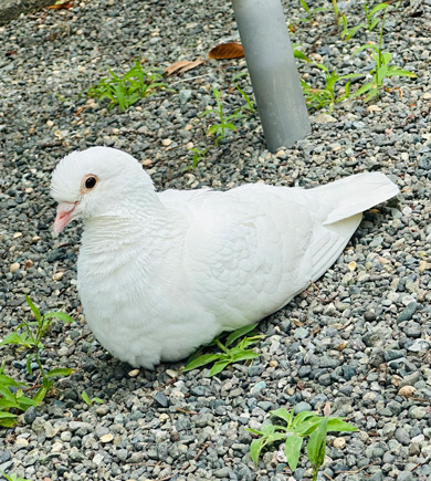 白い鳩
