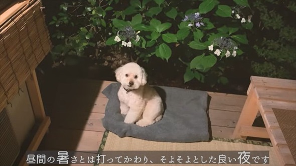 坪庭の蚊除け対策DIY