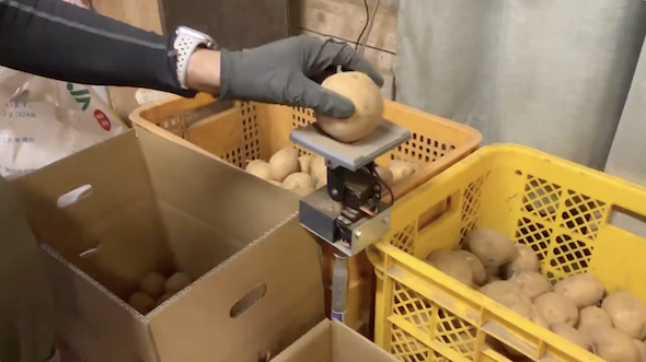 選別機「ロボせんか」によるジャガイモの選別