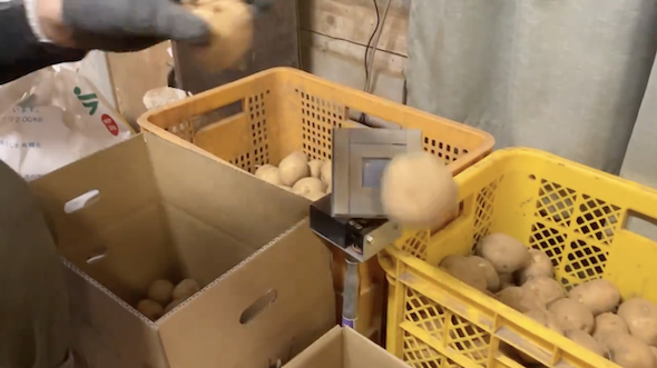 選別機「ロボせんか」によるジャガイモの選別