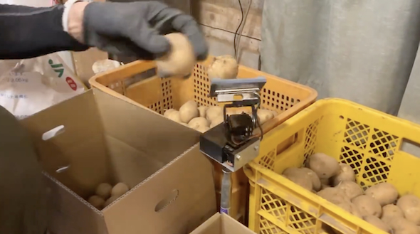 選別機「ロボせんか」によるジャガイモの選別