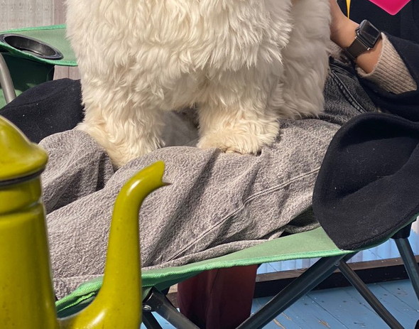 大きなシーズー